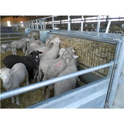 RÂTELIER À FOIN OVINS 2