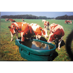 Bassin en polyéthylène pour bovin/chevaux/ovin/caprin 2