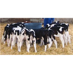 MILK BAR 20 tétines - 120L 2