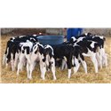 MILK BAR 20 tétines - 120L