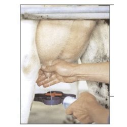 Plateau testeur de lait  2