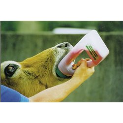 Biberon Easy-Drencher  2